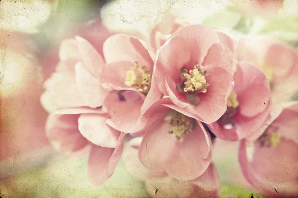 Spring bloom — Stock Photo, Image