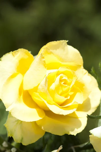 Yellow rose — Stock Photo, Image