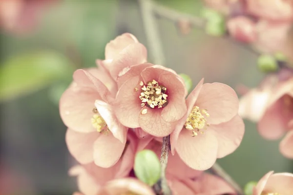 Frühjahrsblüte — Stockfoto