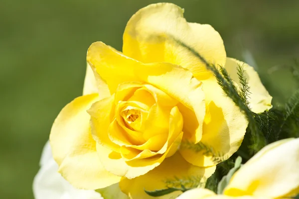 Yellow rose — Stock Photo, Image