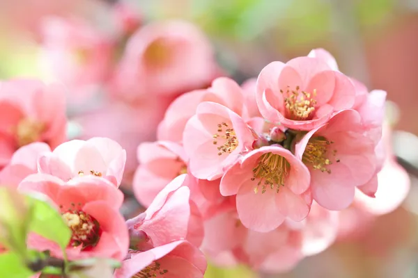 Jarní květ — Stock fotografie