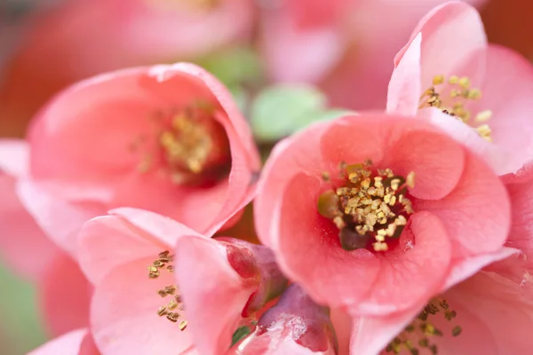 Весенний цветок — стоковое фото