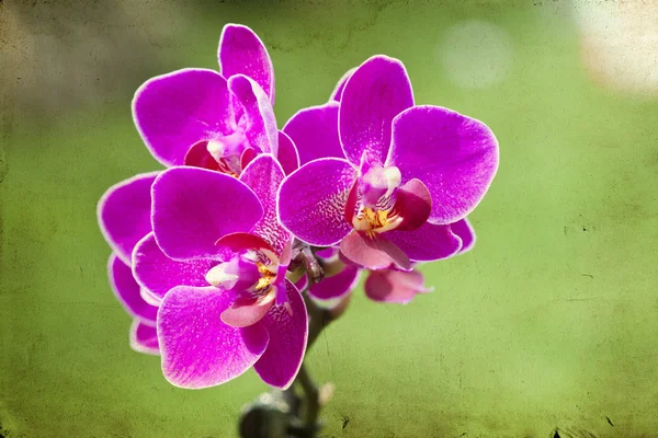 Ročník růžová orchidej — Stock fotografie