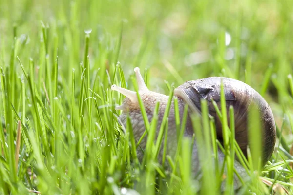 Snail in the yard — Stock Photo, Image