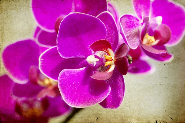 Ročník růžová orchidej — Stock fotografie