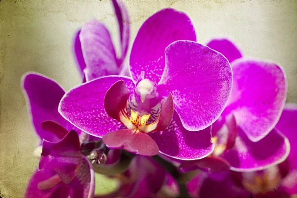 Ročník růžová orchidej — Stock fotografie