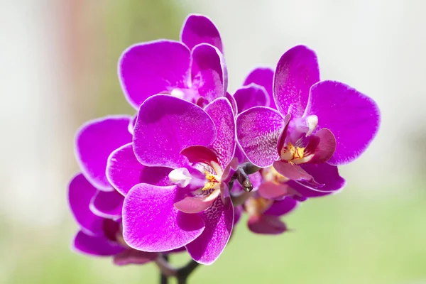 Růžová orchidej — Stock fotografie