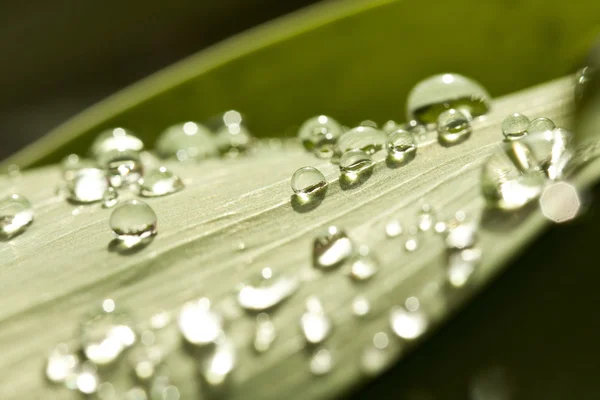 Gotas de orvalho na folha — Fotografia de Stock