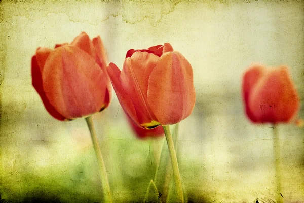 Vintage Red tulips — Stock Photo, Image