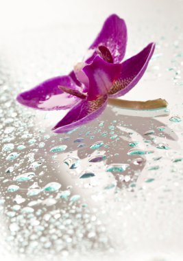 Mor orkide ve su damlaları