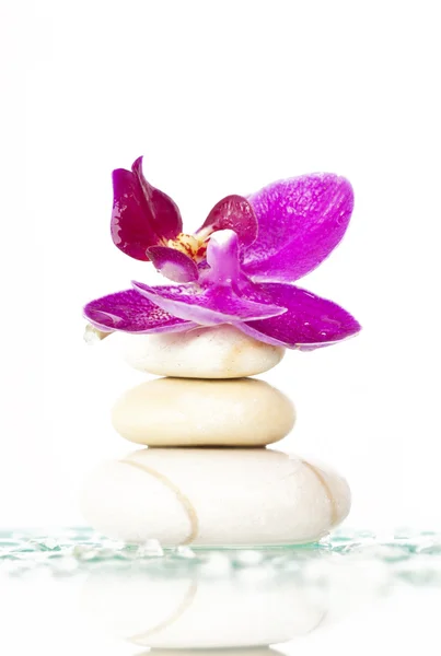 Spa stones and pink orchid — Stock Photo, Image