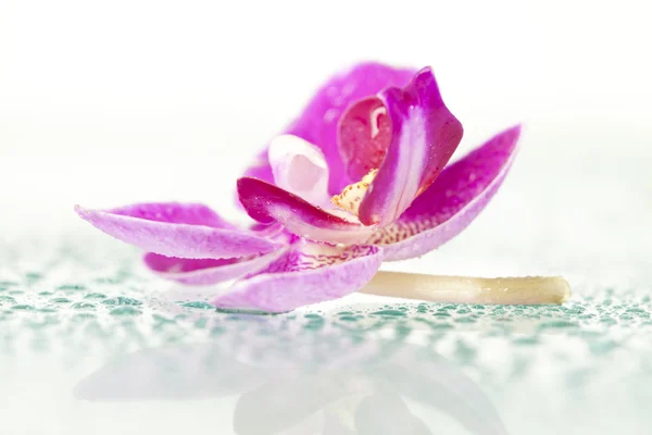 Orquídea roxa e gotas de água — Fotografia de Stock