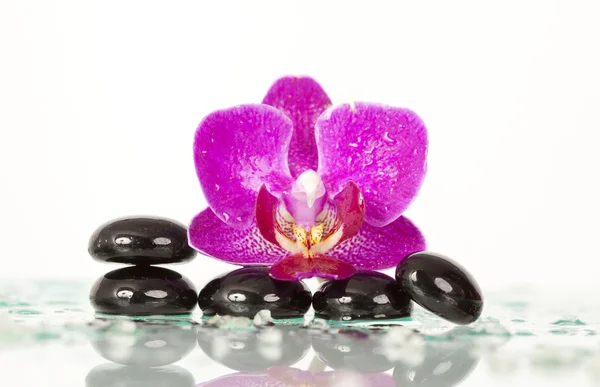 Spa stenar och pink orchid — Stockfoto