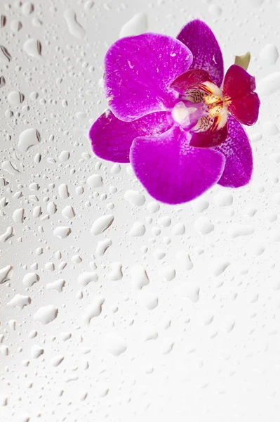 Orchidea viola e gocce d'acqua — Foto Stock