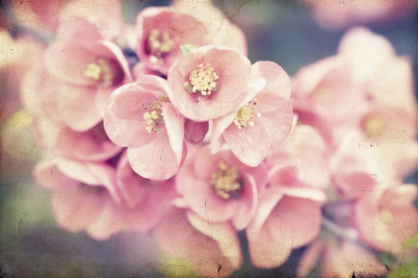 Pink flowers on vintage background — Stock Photo, Image
