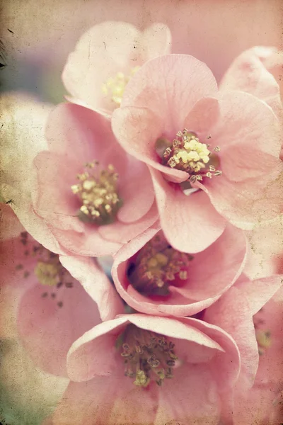 Pink flowers on vintage background — Stock Photo, Image