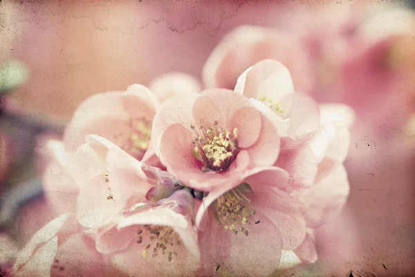 Pink flowers on vintage background — Stock Photo, Image