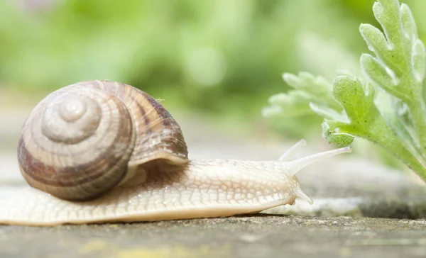 Snail — Stock Photo, Image