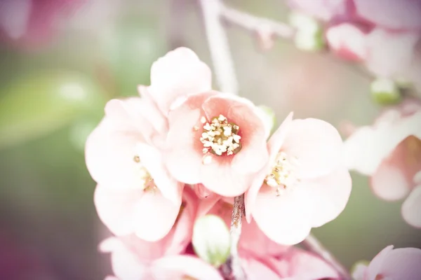 粉红色的花朵，老式的背景上 — 图库照片