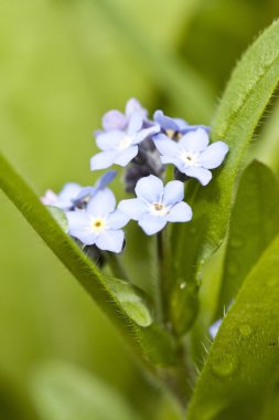 Unut beni değil çiçek