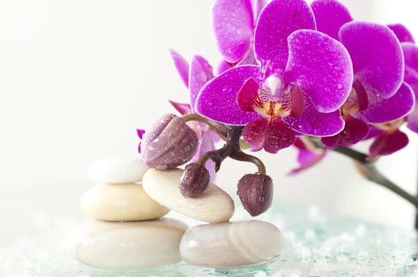 Spa taşlar ve pembe orkide — Stok fotoğraf