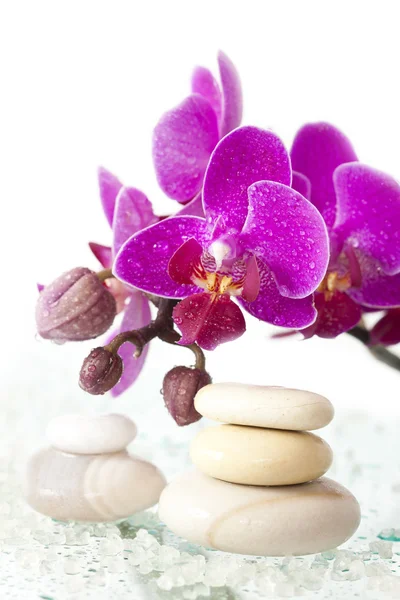 Wellness kameny a růžová orchidej — Stock fotografie