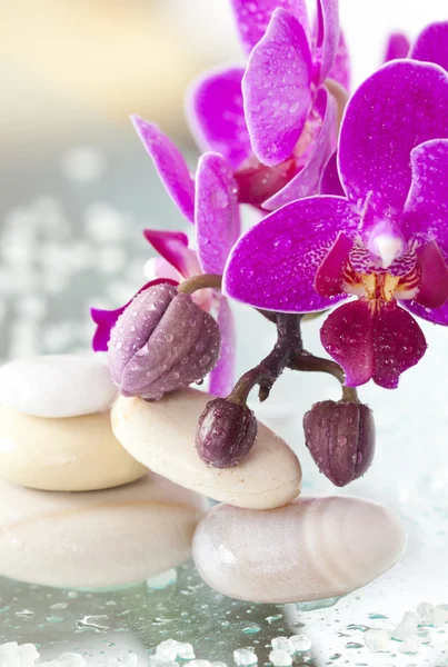 Spa stenar och pink orchid — Stockfoto