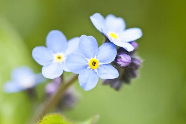 Olvídame no flor — Foto de Stock