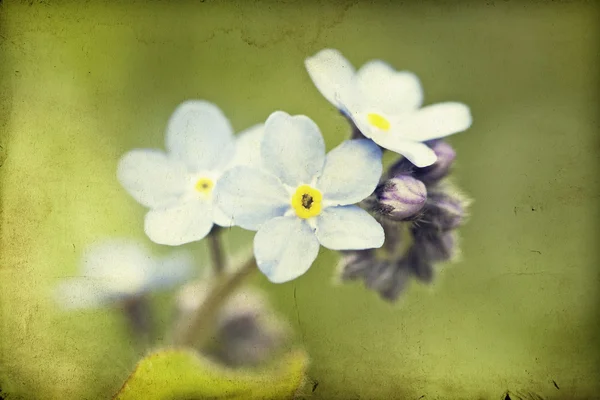 Esquece-me não flor — Fotografia de Stock