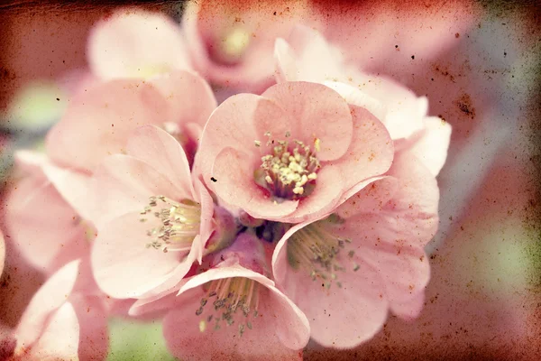 粉色的花 — 图库照片