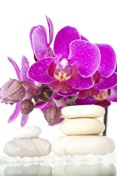 Pietre termali e orchidea rosa — Foto Stock