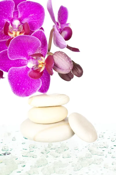 Spa taşlar ve pembe orkide — Stok fotoğraf