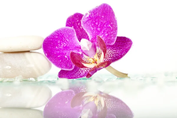 水疗中心的石头和粉红色的兰花 — 图库照片