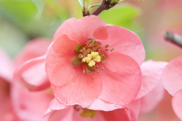 粉红色的花朵，老式的背景上 — 图库照片