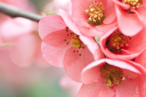 粉红色的花朵，老式的背景上 — 图库照片