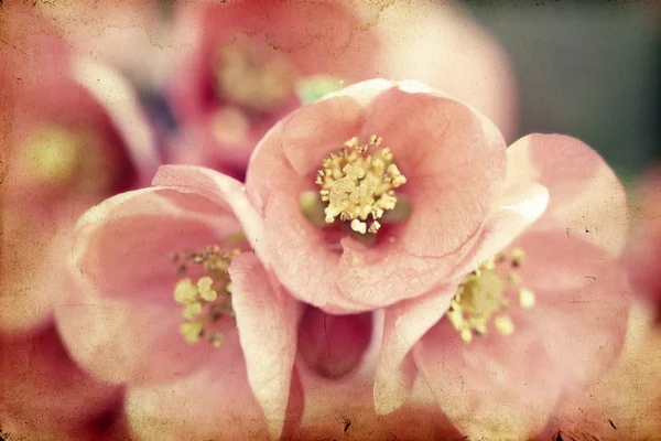 Pembe çiçekler — Stok fotoğraf