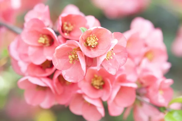 Pink flowers — Stock Photo, Image