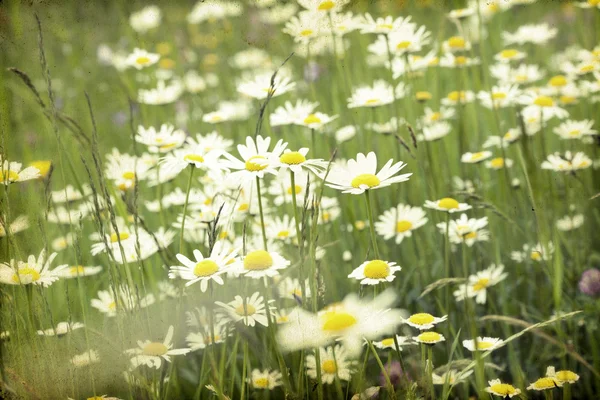 Marguerite field — Stock Photo, Image