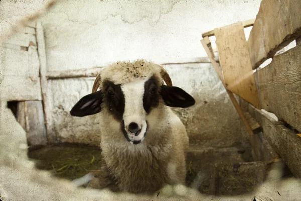 Sheep in pen — Stock Photo, Image