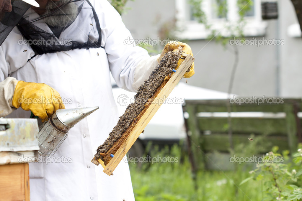 Working apiarist 