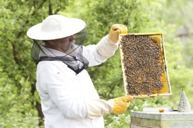 çalışma apiarist