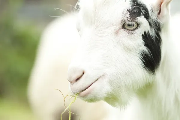 Billy goat — Stock Photo, Image