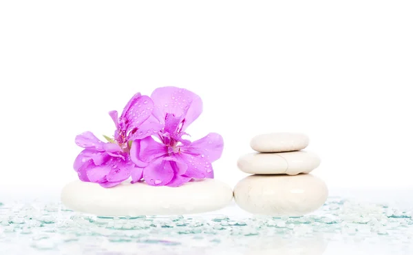 Spa stones and pink flower — Stock Photo, Image