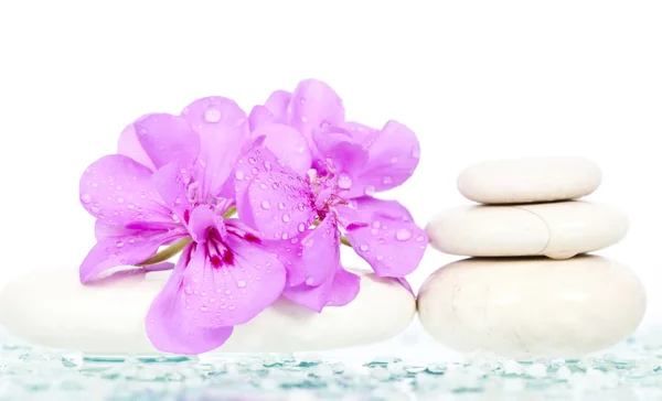 Spa stenar och rosa blomma — Stockfoto