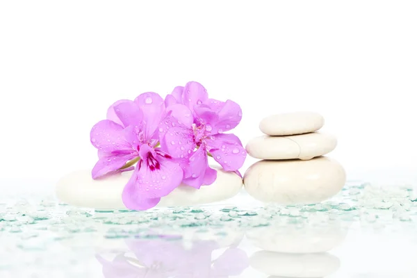 Spa kövek és rózsaszín virág — Stock Fotó
