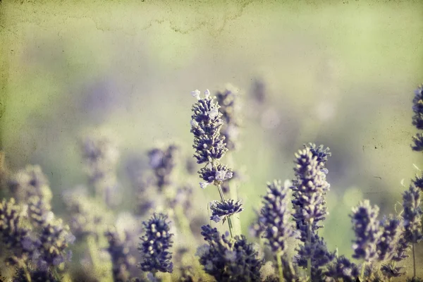Lavender in field — Stock Photo, Image