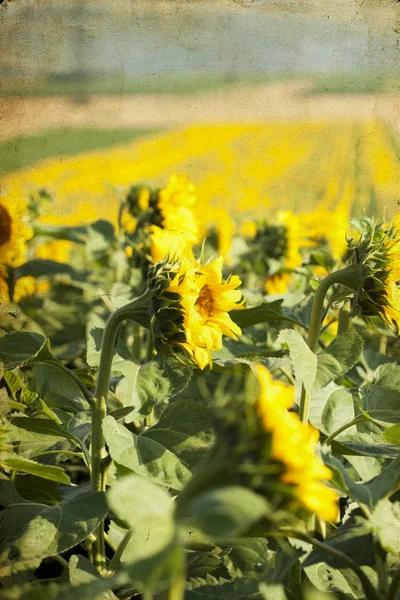 Квітучі соняшникова поля — стокове фото