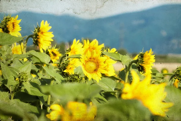 ひまわり畑の開花 — ストック写真