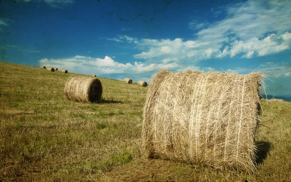 Hay-roll on field — Stock Photo, Image