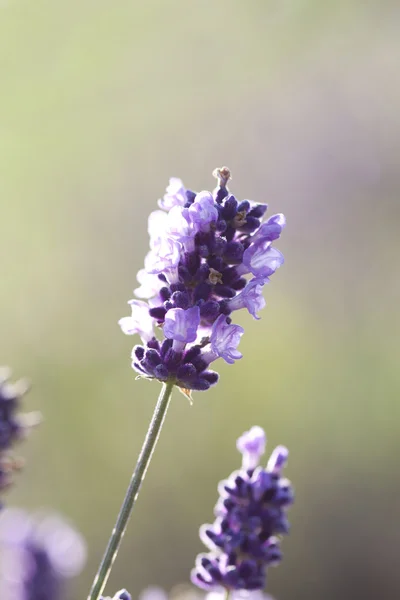 Lavanda nel campo — Foto Stock